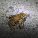 BK_Amphibienrettungsaktion_Levner Weiher 7.jpg