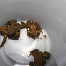 BK_Amphibienrettungsaktion_Levner Weiher 10.jpg