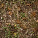 BK_Amphibienrettungsaktion_Levner Weiher 30.jpg
