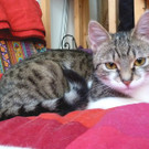 Katzenkind Amy sucht feines Zuhause zum Herumtollen