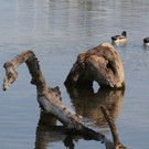 k-IMG_9910.JPG