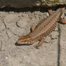 Mauereidechse in Brederis zuhause