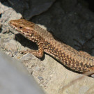 k-IMG_0367.JPG