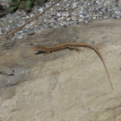 k-IMG_0377.JPG