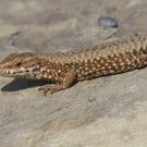k-IMG_0384.JPG