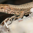 k-IMG_0420.JPG