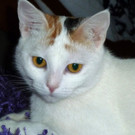 Neugierige Glückskatze Kiki wünscht sicht liebevolles Zuhause