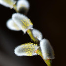 file6e5lpfxawnk10341f5jg.jpg