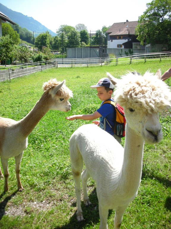 Alpaca 06.JPG