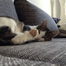 Maja: Anhängliche Schmusekatze sucht schönes Daheim