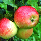 Obstbaum oder Gartenbonsai?