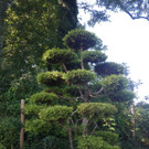 Gartenbonsai.JPG