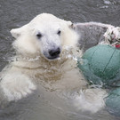 Nordeuropäische Eisbären Lynn und Ranzo ziehen in neues Gehege im Tiergarten Schönbrunn