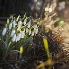 Erste Frühlingsimpressionen 2014