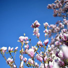 ABD0088-20140318.jpg