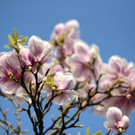 ABD0130-20140312.jpg
