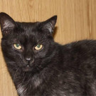 Pumko: Übermütiger Kater möchte ein richtiges Zuhause