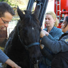 Pferderettung Furx19.jpg