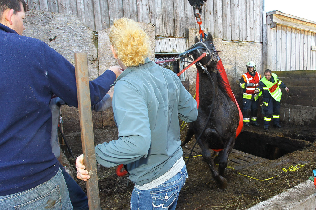 Pferderettung Furx15.jpg