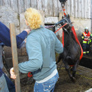 Pferderettung Furx15.jpg