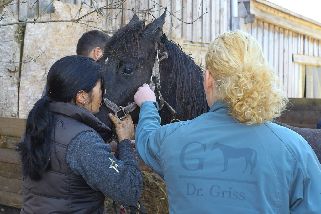 Pferderettung Furx16.jpg