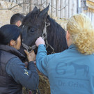 Pferderettung Furx16.jpg