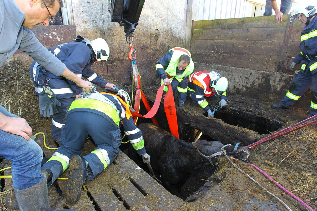 Pferderettung Furx14.jpg