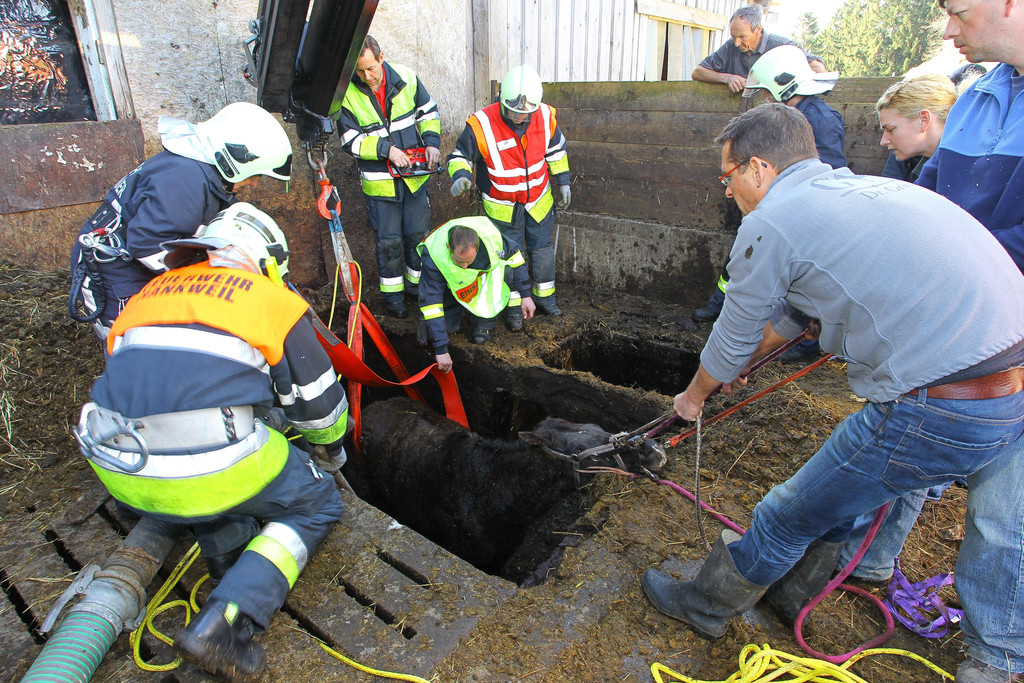 Pferderettung Furx13.jpg