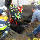 Pferderettung Furx13.jpg