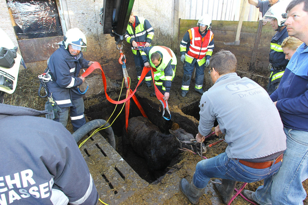 Pferderettung Furx12.jpg