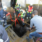 Pferderettung Furx12.jpg