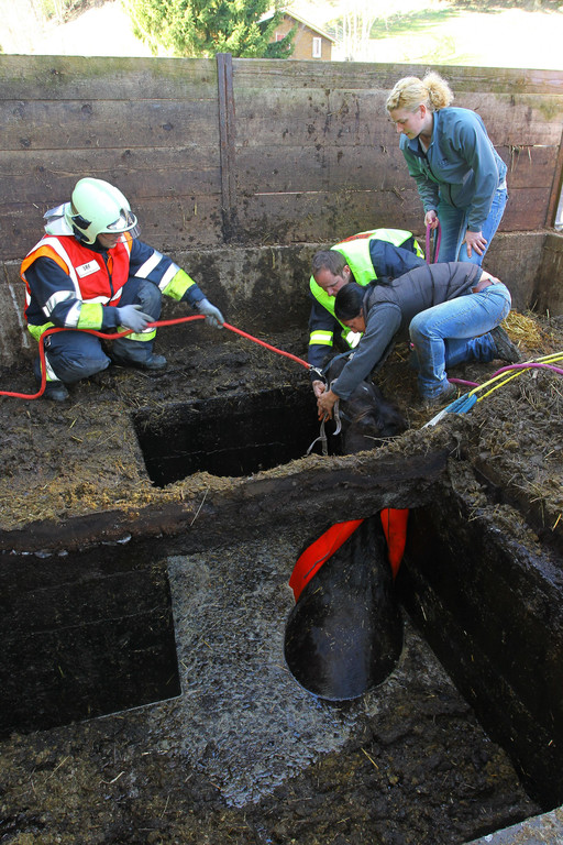 Pferderettung Furx09.jpg