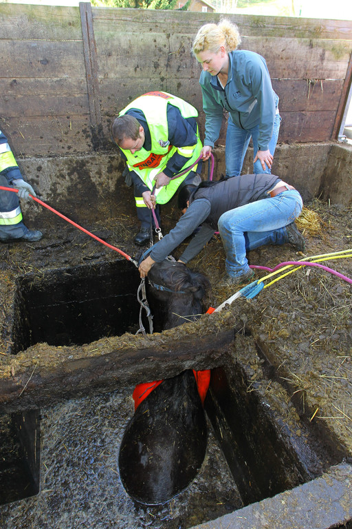 Pferderettung Furx08.jpg