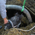 Pferderettung Furx05.jpg