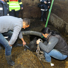 Pferderettung Furx04.jpg