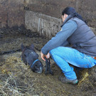 Pferderettung Furx01.jpg