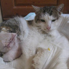 Schicksalskater William sucht verantwortungsvolle Menschen