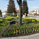 Frühlingsimpressionen aus Lochau am Bodensee