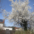 Fr__hling _21_.JPG