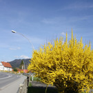 Fr__hling _27_.JPG