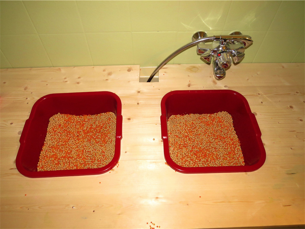 BK_Tag der offenen Tu__r Montesorrikindi Spielblume Tosters 22.JPG