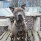 Rave: Braver, gelehriger Rüde hätte gerne guten Platz