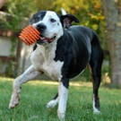 Leonidas: Aufgeweckter Rüde wünscht sich Power-Menschen