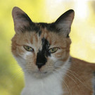 Bagra: Zierliche ruhige liebe Katze sucht einen guten Platz