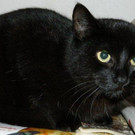 Robin: Verspielter Kater braucht geduldige Menschen