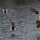 k-IMG_4302.jpg