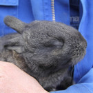Tierbabies im Doppelmayr Zoo Wolfurt und im Wildpark Feldkirch