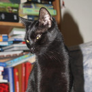 Calimero und Cosimo: Edle Kater-Brüder suchen gemeinsames Daheim