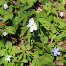 KOE_Wandertipp Margarethenkapf 7.jpg