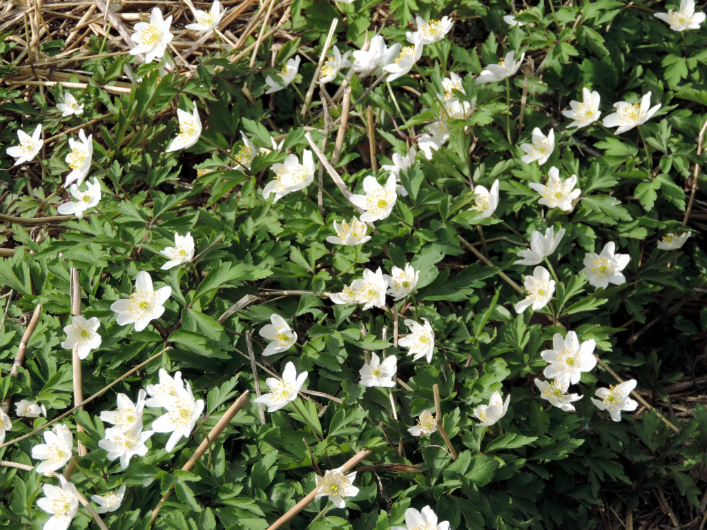 DSCN4545.JPG